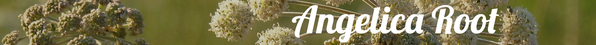 Gin Botanicals Angelica Root