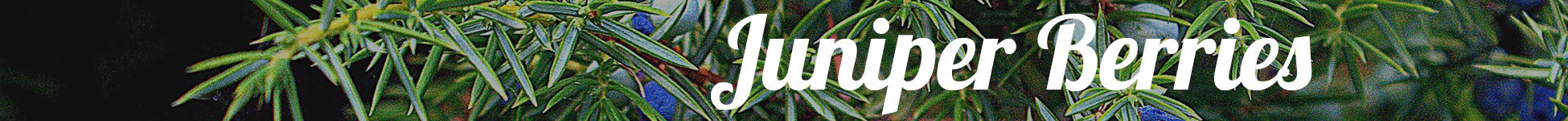 Gin Botanicals Juniper Berries