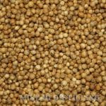 Coriander Seed (2oz)