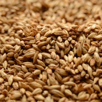 Cherrywood Smoked Malt - 50 LB.