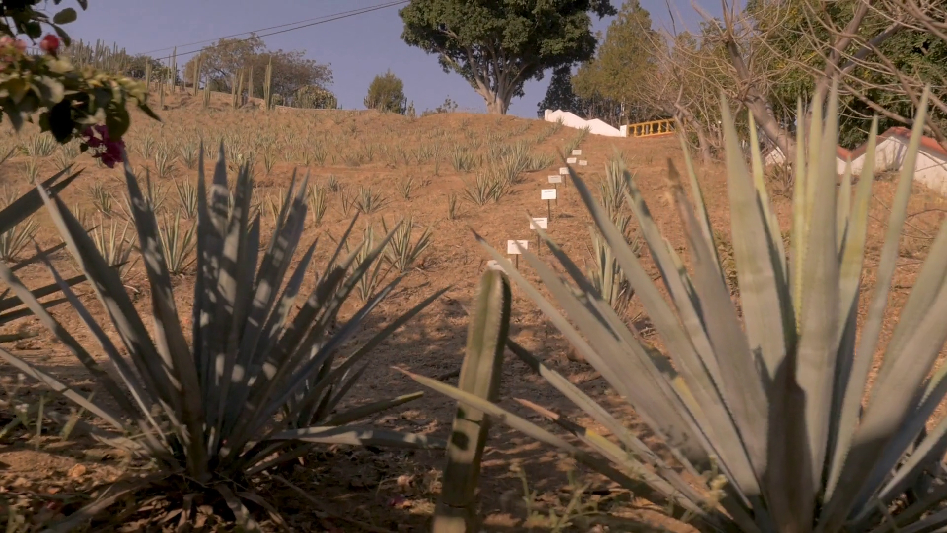 How To Make Tequila Blue Agave Plants
